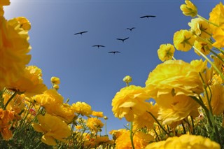 Israel weather forecast