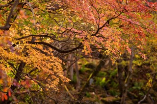 Japan weather forecast