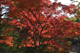 Japan weather forecast