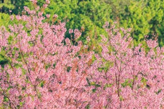 Japan weather forecast