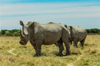 Kenia pronóstico del tiempo