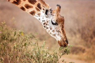 Kenia pronóstico del tiempo