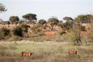 Kenya weather forecast