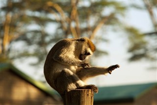 Kenia prognoza pogody