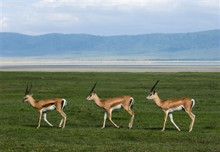 Kenya weather forecast