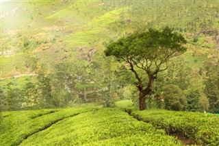 Kenya weather forecast