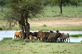 Kenia pronóstico del tiempo