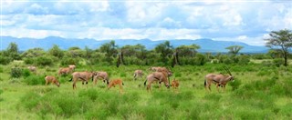 Kenya weather forecast