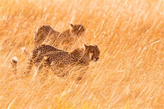 Kenya weather forecast