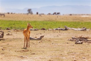 Kenya weather forecast