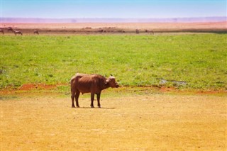 Kenya weather forecast