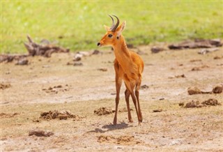 Kenya weather forecast