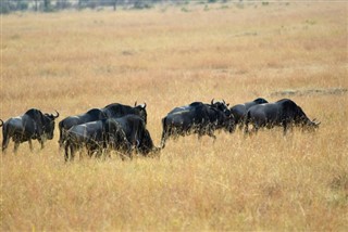 Kenya weather forecast