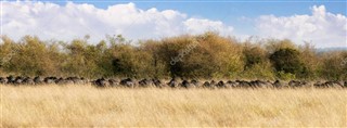 Kenya weather forecast