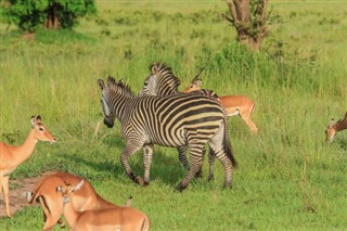 Kenya weather forecast