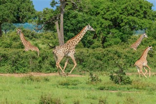 Kenya weather forecast