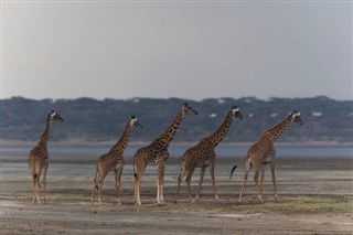 Kenya weather forecast