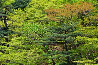 Korea, North weather forecast