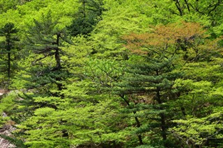 Korea, North weather forecast