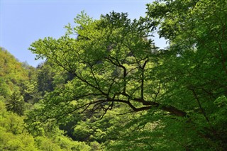 Korea, North weather forecast