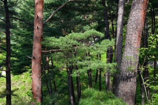 Korea, North weather forecast