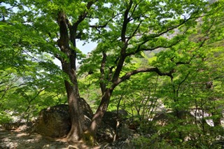 Korea, North weather forecast