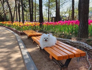 South Korea weather forecast