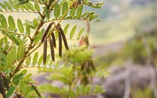 Madagascar weather forecast