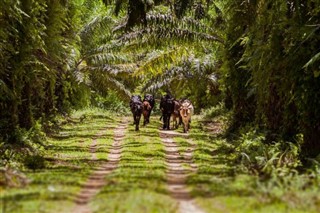 Madagascar weather forecast