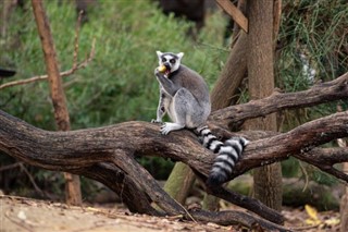 Madagascar weather forecast