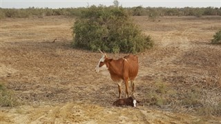 Mauritania weather forecast