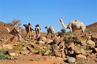 Mauritania weather forecast