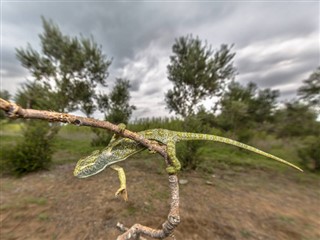 Mauritania weather forecast