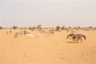 Mauritania weather forecast