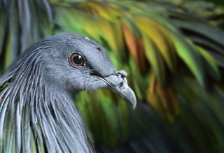 Mayotte pronóstico del tiempo