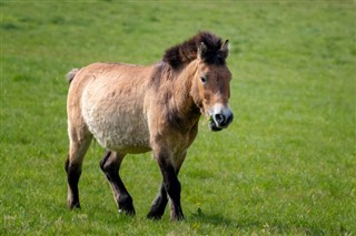 Mongolia prognoza pogody