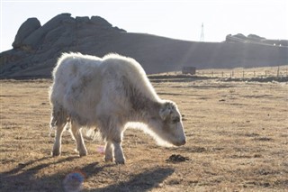 Mongolia weather forecast