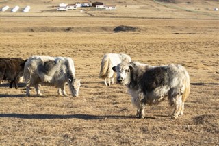 Mongolia prognoza pogody