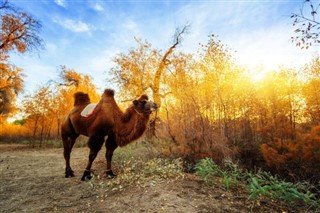 Mongolia prognoza pogody