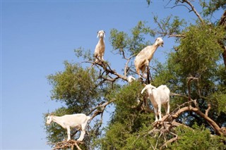 Morocco weather forecast