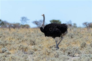 Namibia prognoza pogody