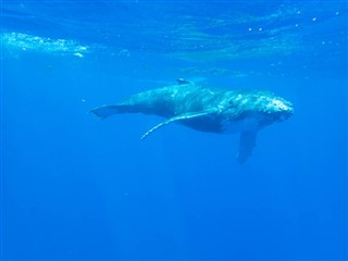 Navassa Island weather forecast