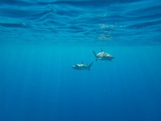 Navassa Island weather forecast