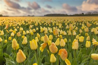 Netherlands weather forecast