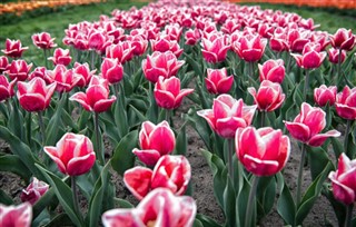 Netherlands weather forecast