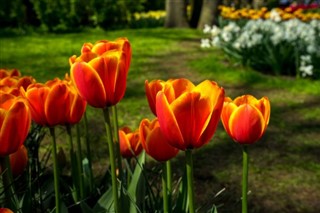 Netherlands weather forecast