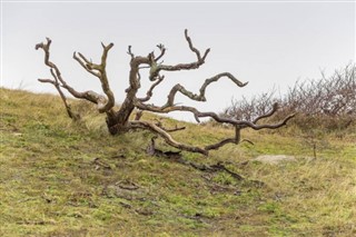 Netherlands weather forecast