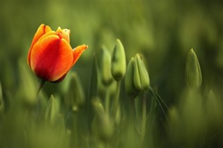 Netherlands weather forecast