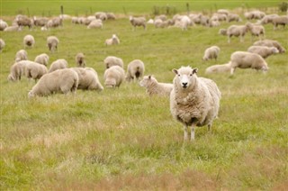 New Zealand weather forecast