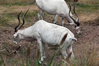 Niger weather forecast